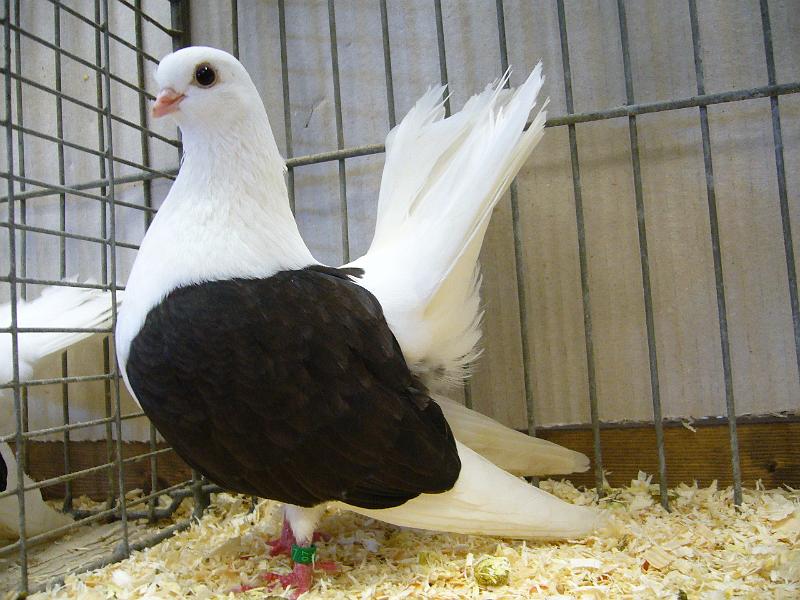 Ortsschau Langenberg 2008 224.jpg - Taganroger Tümmler dunkel von Martin Schmidt Preis HV96 SE